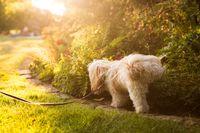 Hund macht Pipi an Hecke