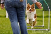 Hundetraining, Hundesport, Auslastung