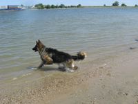 Hund baden im Rhein